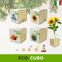 Eco-cubi Green piante e fiori in cubi che germogliano, idea regalo per lui, lei