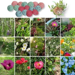 Confetti in carta piantabile bombe di semi di fiori