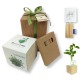 Idea regalo per bambine pianta lavanda in cubo, matite colorate, confezione regalo e tag