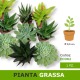 Pianta grassa succulenta in vaso diam. 5,5 cm idea regalo-bomboniera-gadget