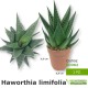 Pianta grassa succulenta haworthia limifolia idea regalo-bomboniera-gadget