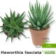 Pianta grassa succulenta haworthia fasciata idea regalo-bomboniera-gadget