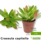 Pianta succulenta crassula capitella idea regalo-bomboniera-gadget