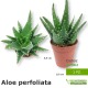 Pianta succulenta aloe perfoliata idea regalo-bomboniera-gadget