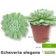 Pianta succulenta echeveria elegans idea regalo-bomboniera-gadget