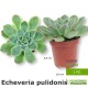 Pianta succulenta echeveria pulidonis idea regalo-bomboniera-gadget