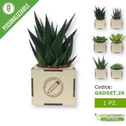 Pianta succulenta in vaso di legno da personalizzare per gadget idea regalo