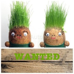 Eco-regalo che germoglia mister patata