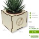 Pianta succulenta grassa in vaso 65x65x55mm da personalizzare