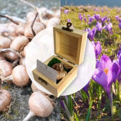 bulboniera-bomboniera originale ecologica con bulbi zafferano da piantare in agosto-settembre