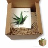 Idea regalo box regalo pianta aloe e sapone aloe per uomo-donna