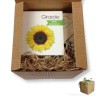 Box regalo scatola green con pianta girasole e sapone miele