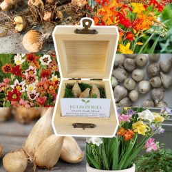 varietà-bulbi-bulboniera-scatolina-7x7x5-cm-bomboniera-originale