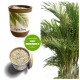 Ecocan vaso ecologico palma