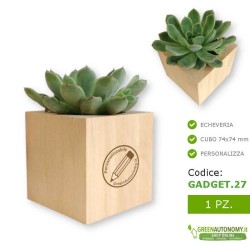 Echeveria pianta succulenta grassa in vaso da personalizzare per gadget regalo lei-lui
