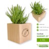 Senecio pianta succulenta grassa in vaso da personalizzare per gadget idea regalo