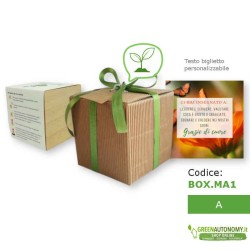 Green cube pianta in cubo che germoglia idea regalo maestre A