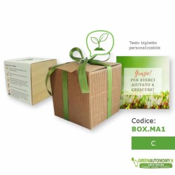 green cube pianta in cubo che germoglia idea regalo maestre C