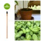 eco-matita che si pianta sprout basilico