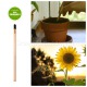 eco-matita che si pianta sprout girasole