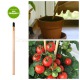 eco-matita ecogadget da piantare pomodoro