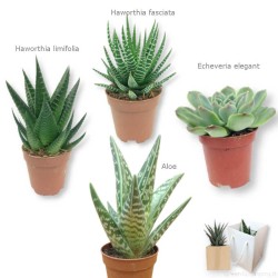 Idea regalo maestre pianta grassa da scegliere per novembre-dicembre