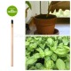 Sprout Basilico eco-matita originale che si pianta