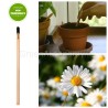 Eco-matita sprout margherita da piantare