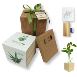 Idea regalo natale pianta aloe set matite colorate confezione regalo e tag da personalizzare