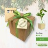 box regalo-idea regalo natale pianta in cubo set matite colorate e tag da personalizzare