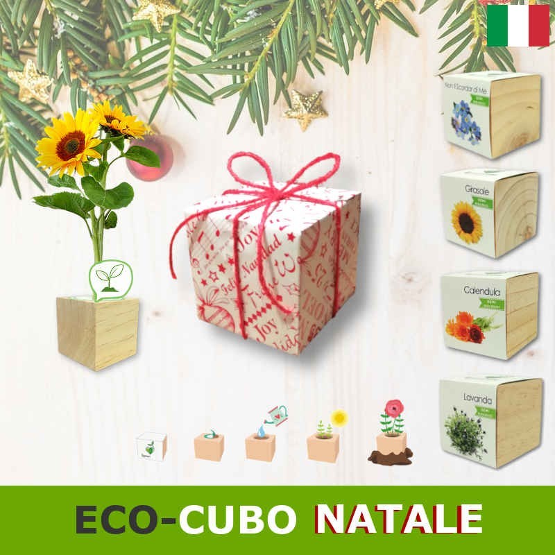 Pianta in cubo di legno in confezione regalo di Natale