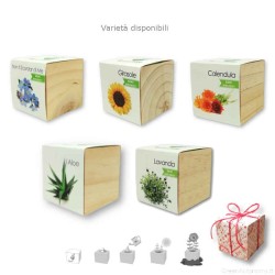 Piante in cubo di legno disponibili per regalo di Natale originale green
