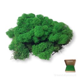 Lichene verde stabilizzato in scatola da 1 kg