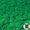 Lichene verde muschio stabilizzato in scatola da 1 kg
