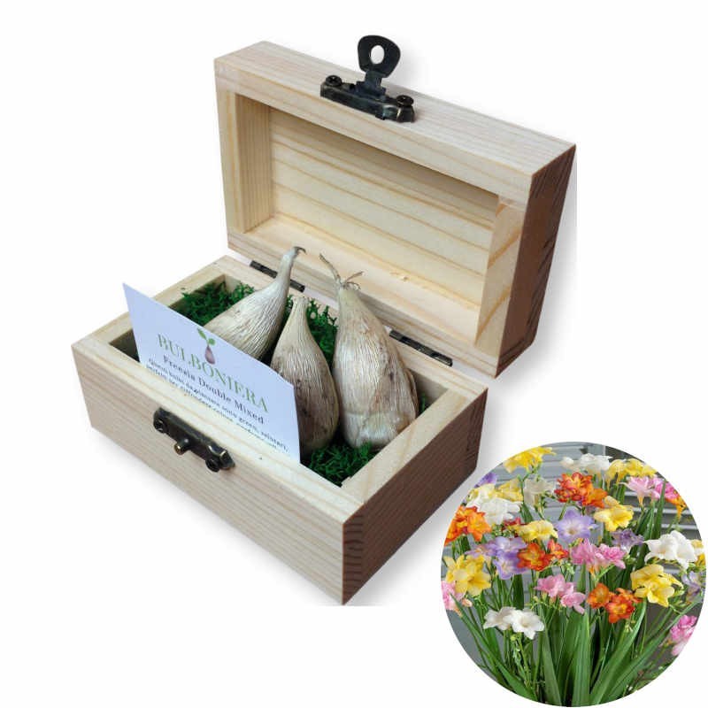 Bulboniera scatola 9x5x5 cm con bulbi di fiori fresia da piantare - bomboniera originale