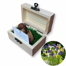 Bulboniera scatola 9x5x5 cm con bulbi di fiori iris da piantare - bomboniera originale