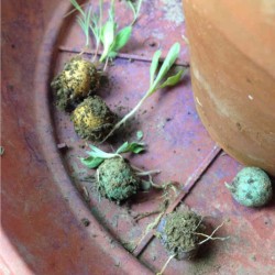 Confetti piantabili colorati sfusi bombe di semi per bomboniere green fai da te eco