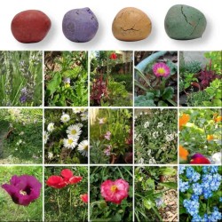 Confetti piantabili colorati sfusi bombe di semi di fiori per bomboniere green laurea