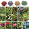 Confetti piantabili colorati sfusi bombe di semi di fiori per bomboniere green laurea