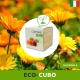 Idea regalo eco-cubo Green che germoglia calendula