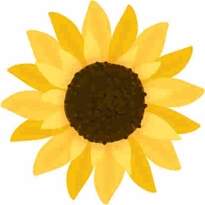 Girasole