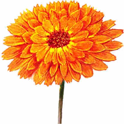 Calendula