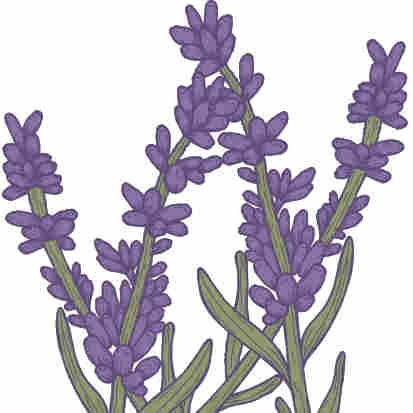 Lavanda