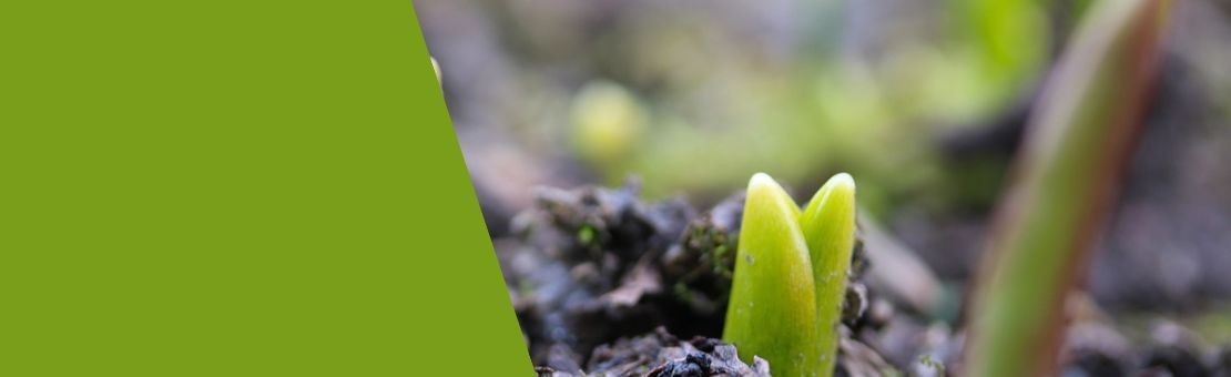 Gadget ecologico aziendale